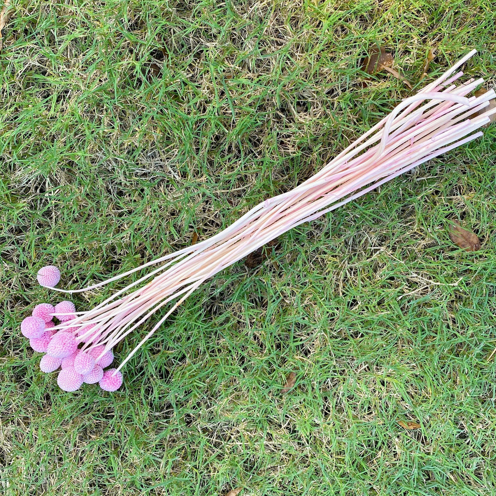 Preserved Globosa Flower image 5