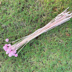 Preserved Globosa Flower image 5