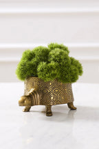 Seymour Turtle Pot