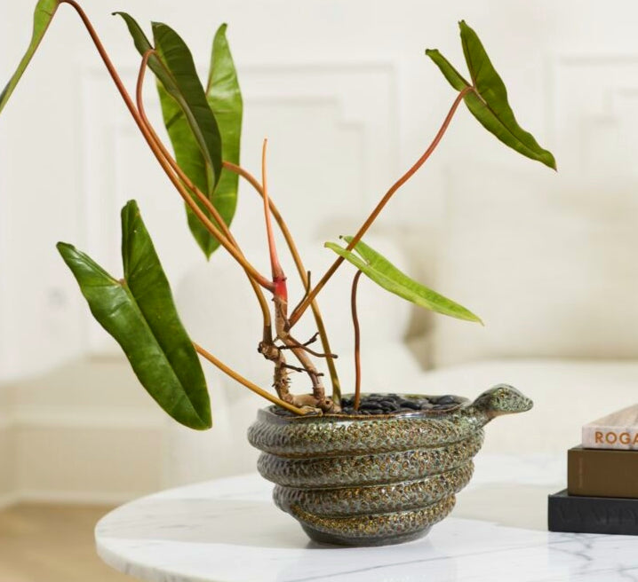 Boa Ceramic Bowl image 0