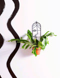 Jacinda Hanging Face Planter image 0