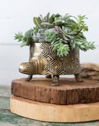 Seymour Turtle Pot image 0