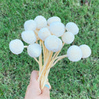 Preserved Globosa Flower image 4