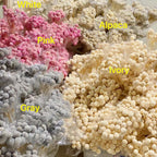Preserved Globosa Flower image 1