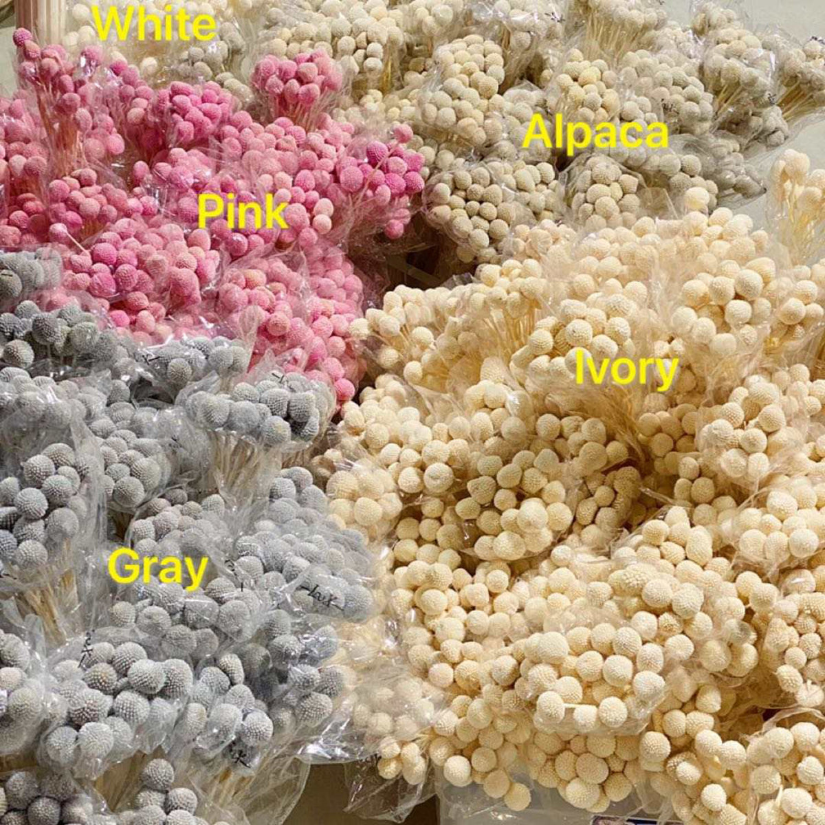 Preserved Globosa Flower image 1