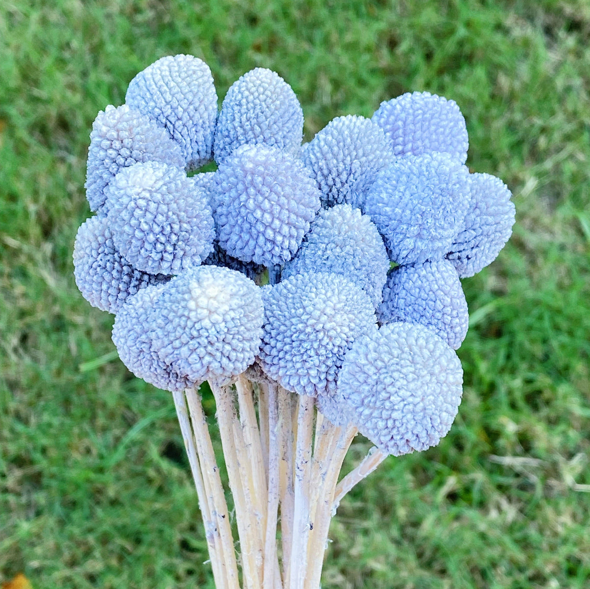 Preserved Globosa Flower image 3