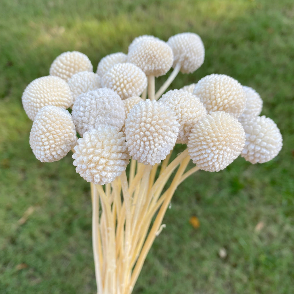 Preserved Globosa Flower image 7