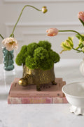 Seymour Turtle Pot