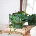Sir Finley Planter  image 0