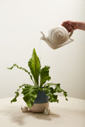 Slowpoke Snail Collection image 0