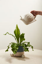 Slowpoke Snail Collection image 0